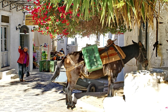 Cargo horse in the village, under a bougainvillea bush