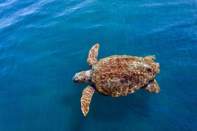 Karetta - sea turtles common in the sea around Kefalonia