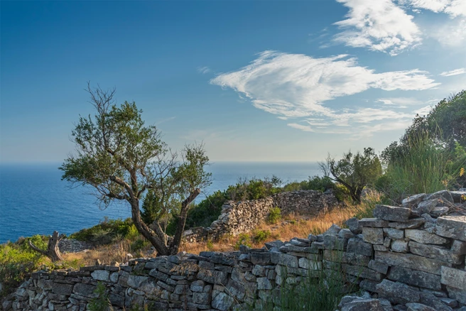 Typical olive groves of Paxos